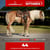 Annuncio cavallo