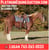 Horse ad