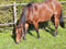 Annonce cheval