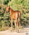 Anuncio de caballos