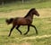 Horse ad