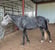 Horse ad