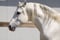 Annuncio cavallo