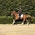 Horse ad