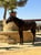 Annuncio cavallo