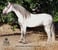 Horse ad
