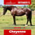 Paardadvertentie