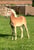 Horse ad