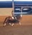 Horse ad