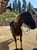 Horse ad