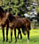 Annuncio cavallo
