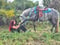 Horse ad