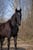 Horse ad