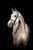 Horse ad