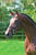 Paardadvertentie
