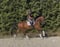 Annuncio cavallo