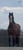 Horse ad