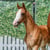 Horse ad