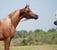 Horse ad