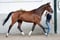 Annuncio cavallo