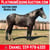 Horse ad