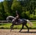 Annuncio cavallo