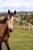 Horse ad