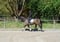 Annonce cheval
