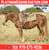 Annuncio cavallo