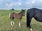 Horse ad