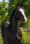 Annonce cheval