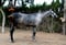 Horse ad
