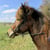 Horse ad