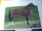 Horse ad
