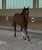 Horse ad