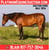Horse ad