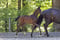 Horse ad