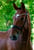 Annuncio cavallo