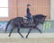 Annuncio cavallo