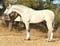 Annuncio cavallo