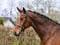 Annuncio cavallo