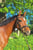 Horse ad