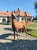 Paardadvertentie
