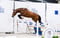 Horse ad