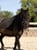 Horse ad