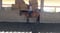 Horse ad