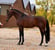Annonce cheval