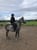 Horse ad