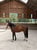 Horse ad