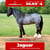 Anuncio de caballos